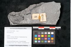 Foto (Objekt + Etikett) von Neuropteris sp.  (NHMW-GEO-2024-0188-10695)